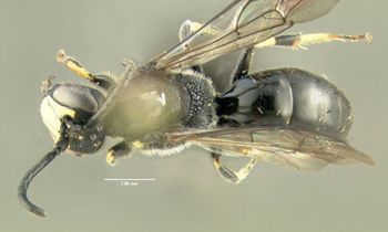 Media type: image;   Entomology 610156 Aspect: habitus dorsal view